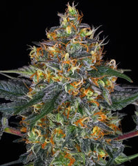 Moby Dick - Kaninkolo - Photoperiod FEM