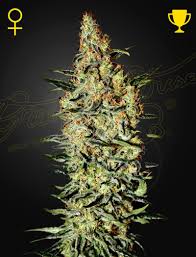 Neville's Haze (Green House Seed Co.) 3kpl - Kaninkolo - Photoperiod FEM
