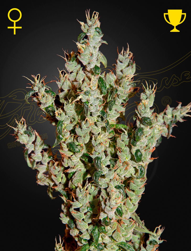 NL5 Haze Mist (Green House Seed Co.) 3kpl - Kaninkolo - Photoperiod FEM