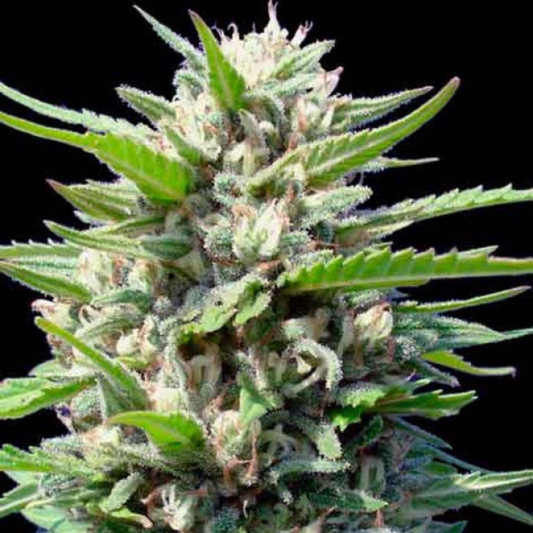 Northern Lights autoflower - Kaninkolo - AutoFlower FEM