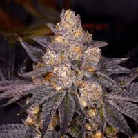 Planet Purple - Kaninkolo - Photoperiod FEM