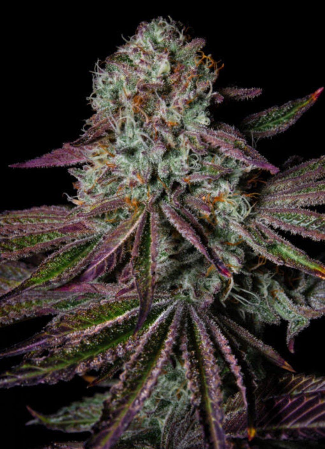 Kuva Pure Glitter -lajikkeen siemenpakkauksesta, jossa näkyy Pure Instinto -logo ja kasvin lehtiä taustalla, symboloiden genetiikan puhdasta laatua ja kimaltavaa olemusta.