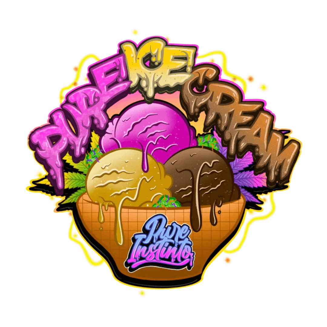 Kuva Pure Ice Cream Pure Instinto -kannabiskasvista, jossa näkyy tiheitä, hartsipäällysteisiä, purppuran ja vihreän sävyisiä kukkia lähikuvassa