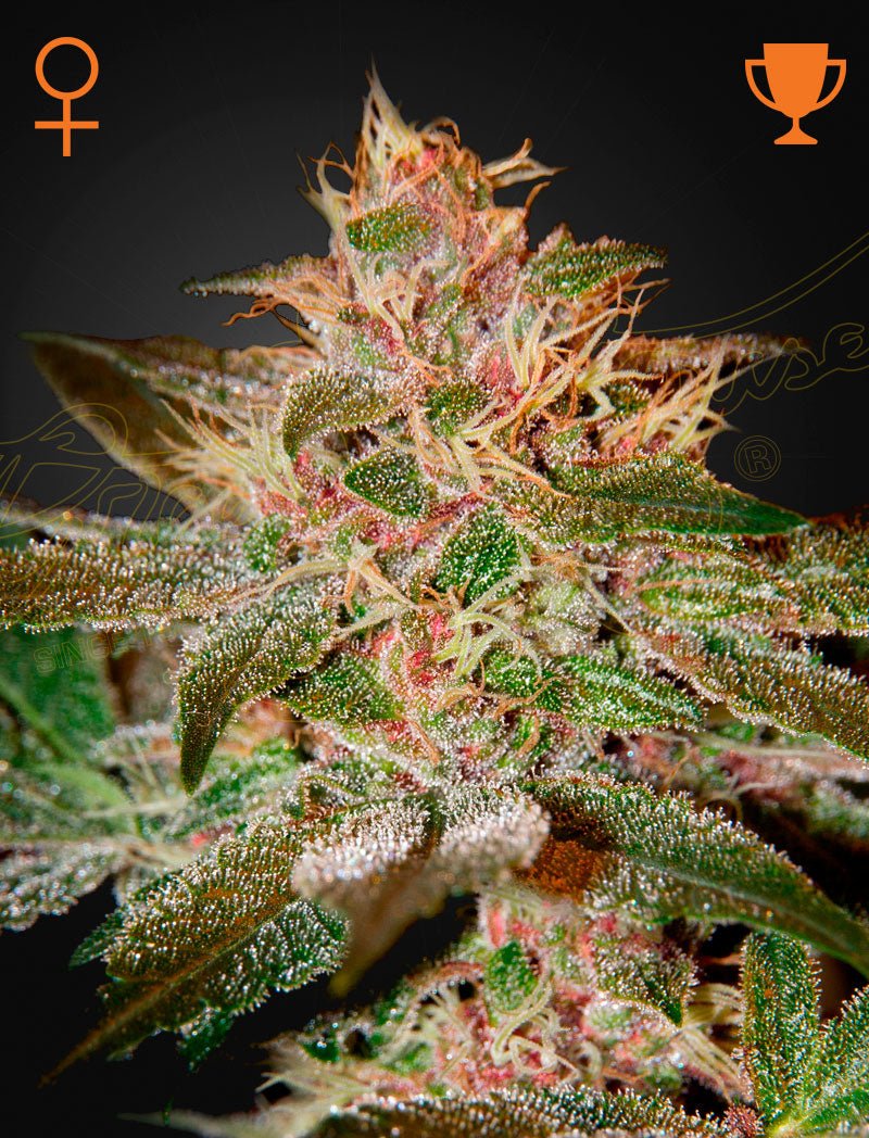 Pure Kush (Green House Seed Co.) 3kpl - Kaninkolo - Photoperiod FEM
