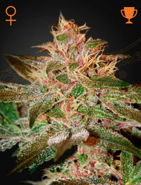 Pure Kush (Green House Seed Co.) 3kpl - Kaninkolo - Photoperiod FEM