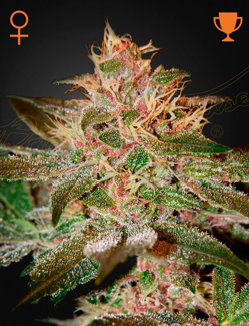 Pure Kush (Green House Seed Co.) 3kpl - Kaninkolo - Suomalainen CBD - kauppa - Photoperiod FEM