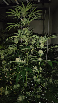 Lähikuva Purple Haze CBD/CBG kukinnosta, jossa syvänvioletit ja tummanvihreät sävyt kohtaavat, peittyen tiheään trikoomikerrokseen.