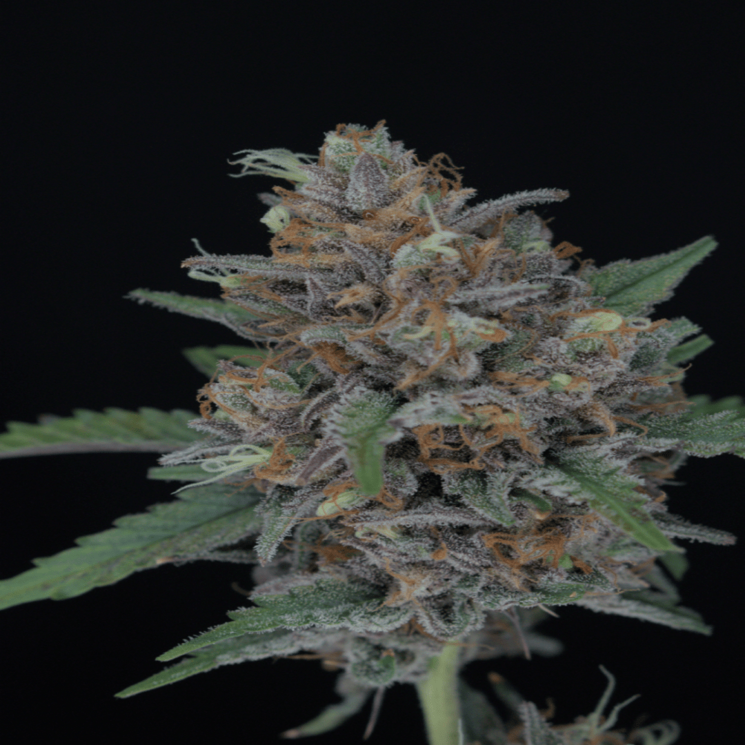 Lähikuva Purple Punch Autoflower kannabiksen siemenistä Pure Instinto pakkauksessa, jossa näkyy violetteja sävyjä ja lajikkeen logo.