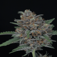 Lähikuva Purple Punch Autoflower kannabiksen siemenistä Pure Instinto pakkauksessa, jossa näkyy violetteja sävyjä ja lajikkeen logo.