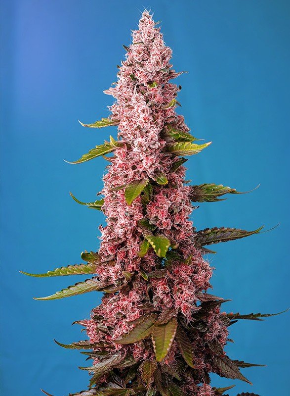 Red Hot Cookies - Kaninkolo - Photoperiod FEM