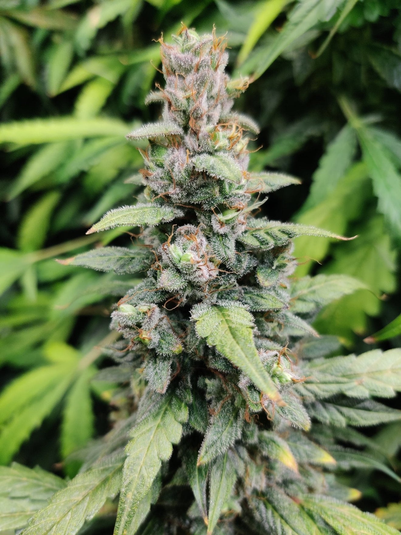 Kaninkolo Ricky Autoflower FEM -siemenpakkaus, jonka taustalla on Trailer Park Boys -sarjan Rickyn hattu ja cannabis-kasvi.