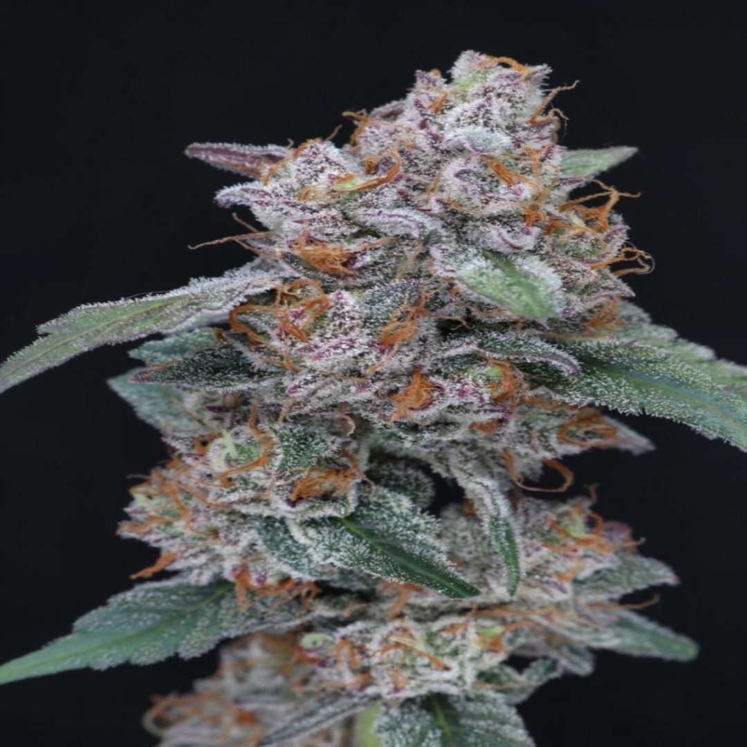 SherBacio OG Autoflower - USA Line (Pure Instinto) - Kaninkolo - AutoFlower FEM