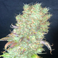 Shiskaberry (Pure Instinto) - Kaninkolo - Photoperiod FEM