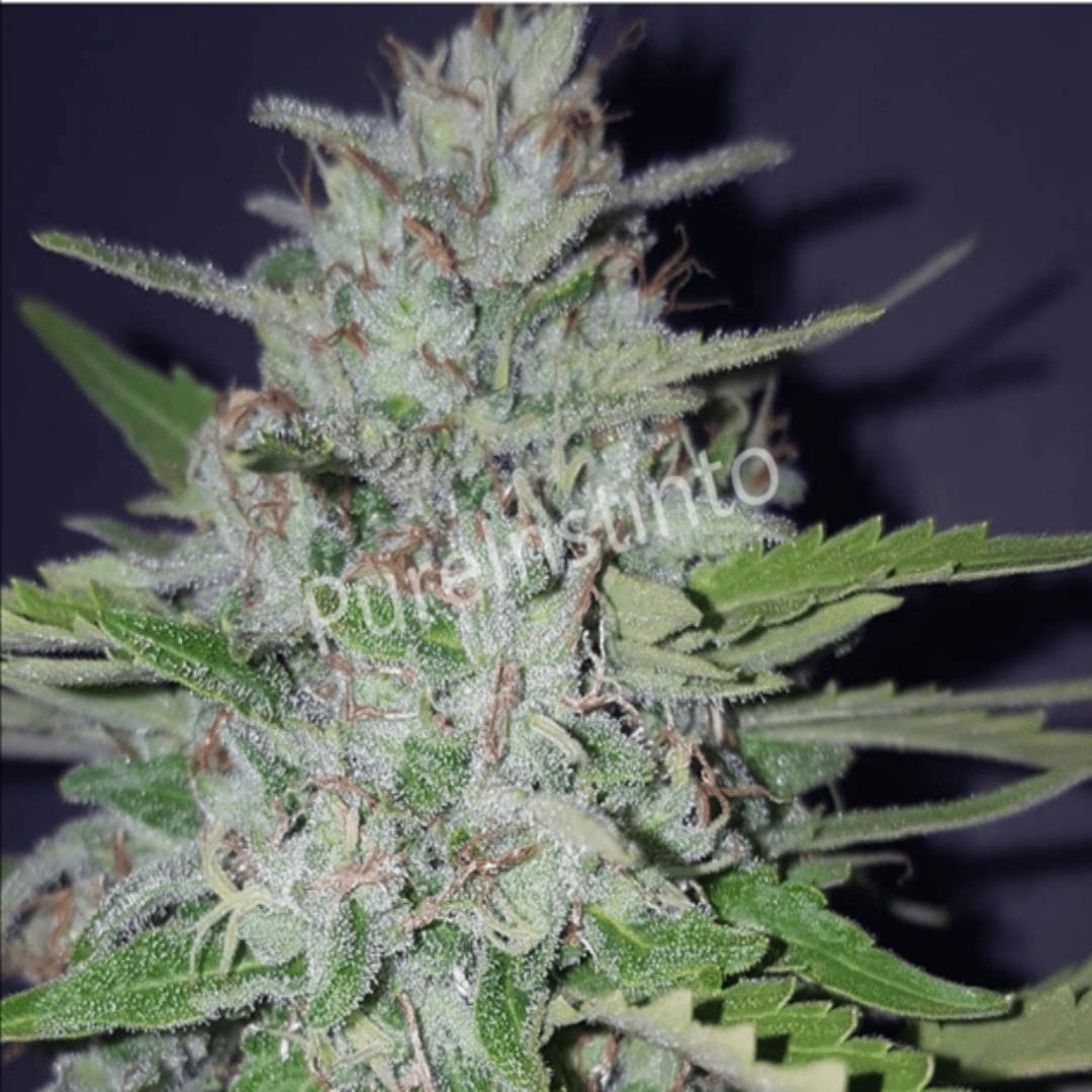 Shotgun Autoflower (Pure Instinto) - Kaninkolo - AutoFlower FEM