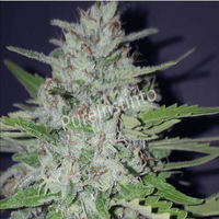 Shotgun Autoflower (Pure Instinto) - Kaninkolo - AutoFlower FEM