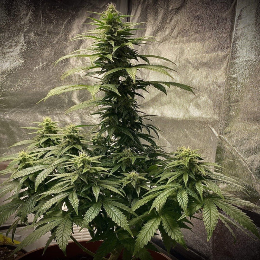Strawberry Shortcake Autoflower (Pure Instinto) - Kaninkolo - AutoFlower FEM