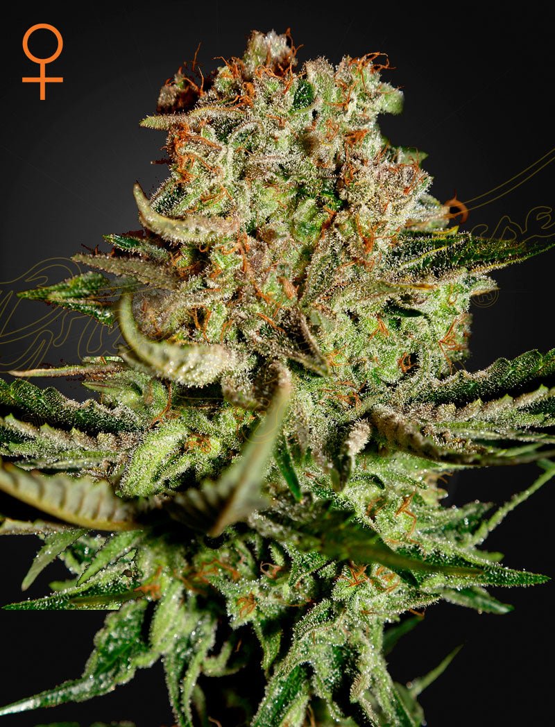 Super Bud (Green House Seed Co.) 3kpl - Kaninkolo - Photoperiod FEM