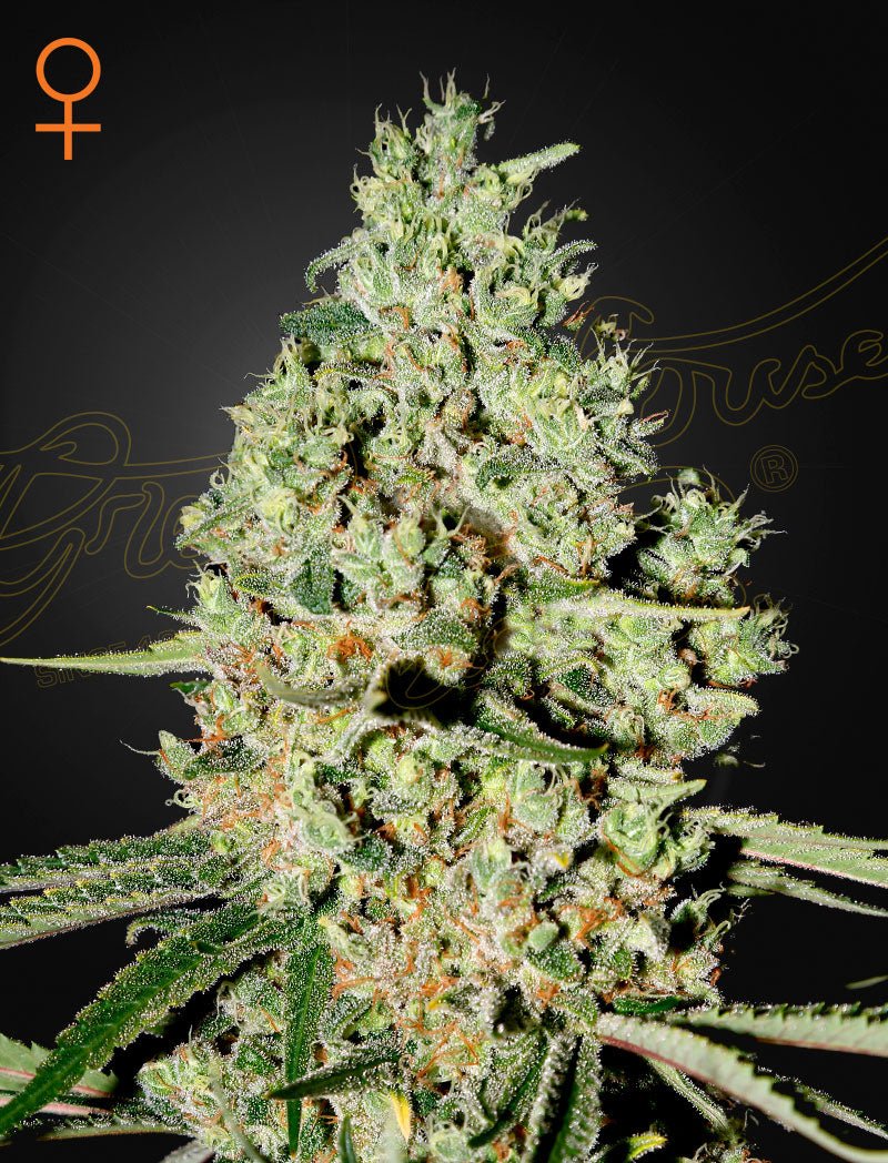 Super Critical (Green House Seed Co.) 3kpl - Kaninkolo - Photoperiod FEM