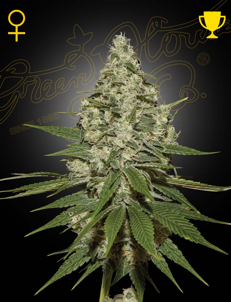 Super Lemon Haze (Green House Seed Co.) 3kpl - Kaninkolo - Photoperiod FEM