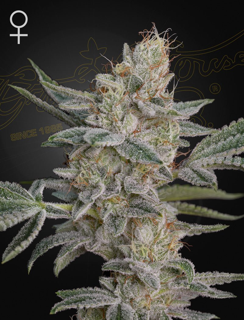 Super Lemon x RS11 (Green House Seed co.) 3kpl - Kaninkolo - Suomalainen CBD - kauppa - Photoperiod FEM