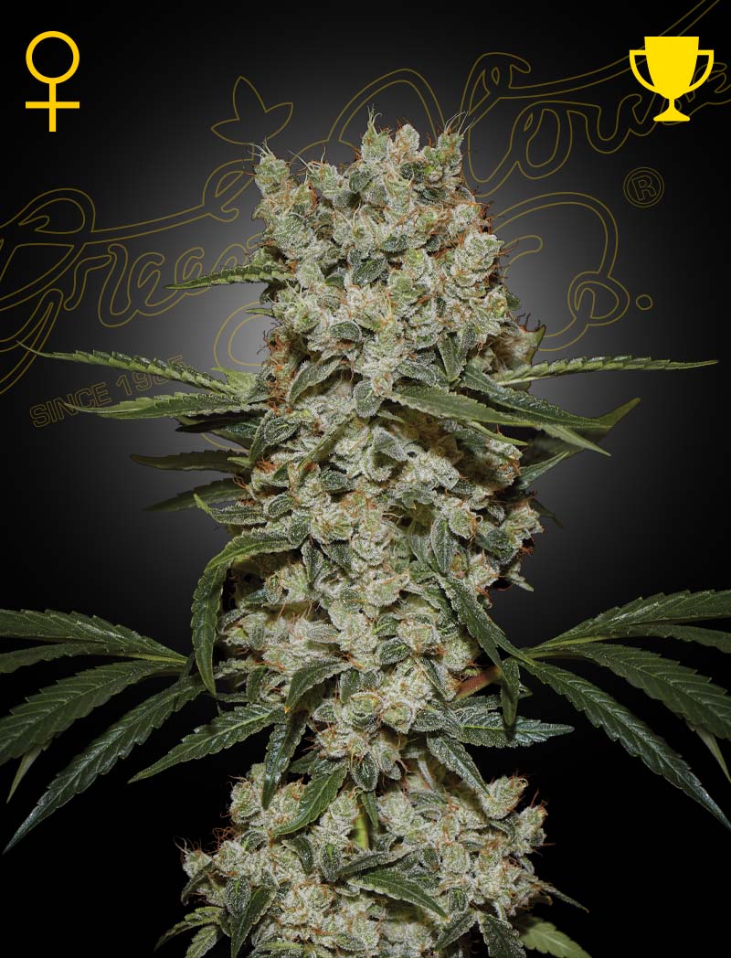 Super Silver Haze (Green House Seed Co.) 3kpl - Kaninkolo - Photoperiod FEM