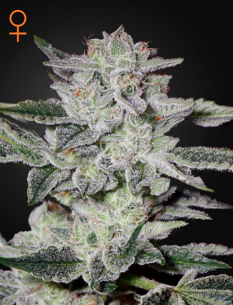 Sweet Valley Kush (Green House Seed Co.) 3kpl - Kaninkolo - Photoperiod FEM