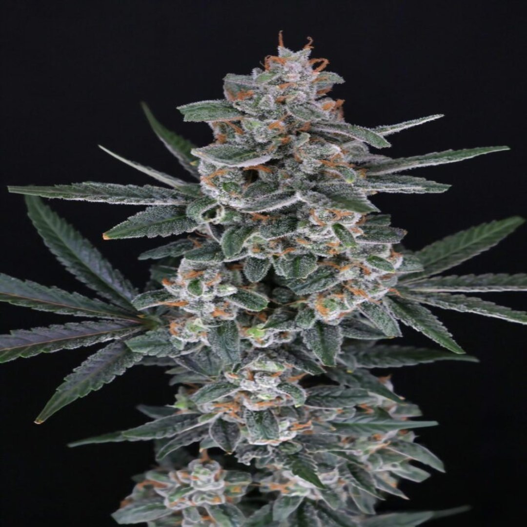 Pakkaus Tri-Whip Kush Autoflower -siemeniä, Pure Instinto -logolla ja kasvin kuvituksella.