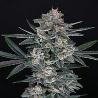 Pakkaus Tri-Whip Kush Autoflower -siemeniä, Pure Instinto -logolla ja kasvin kuvituksella.