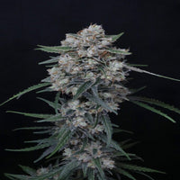 Whipped Runtz Autoflower - USA Line (Pure Instinto) - Kaninkolo - AutoFlower FEM