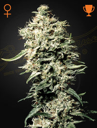 White Rhino (Green House Seed Co.) 3kpl - Kaninkolo - 