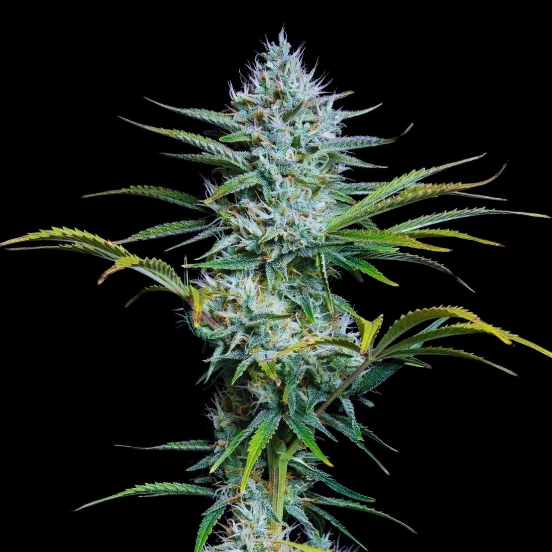 White Widow autoflower - Kaninkolo - AutoFlower FEM