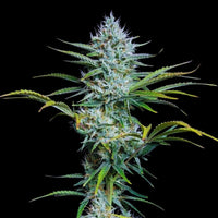 White Widow autoflower - Kaninkolo - AutoFlower FEM