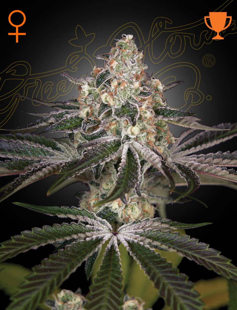 White Widow (Green House Seed Co.) 3kpl - Kaninkolo - 