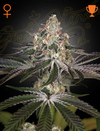 White Widow (Green House Seed Co.) 3kpl - Kaninkolo - 