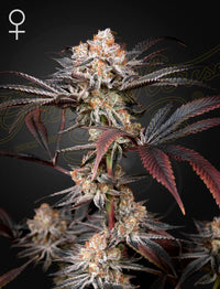 Wonder Pie (Green House Seed co.) 3kpl - Kaninkolo - CBD - kauppasi Suomessa - Photoperiod FEM