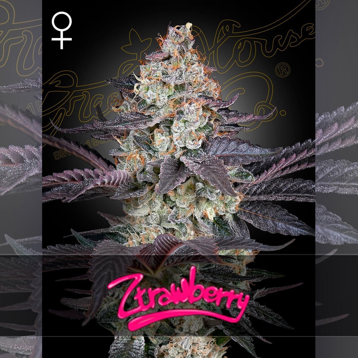 Ztrawberry (Green House Seed co.) 3kpl - Kaninkolo - Suomalainen CBD - kauppa - Photoperiod FEM